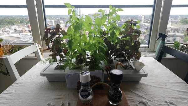 hydroponic basil